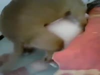 Big booty whore is smashed in homemade dog sex video